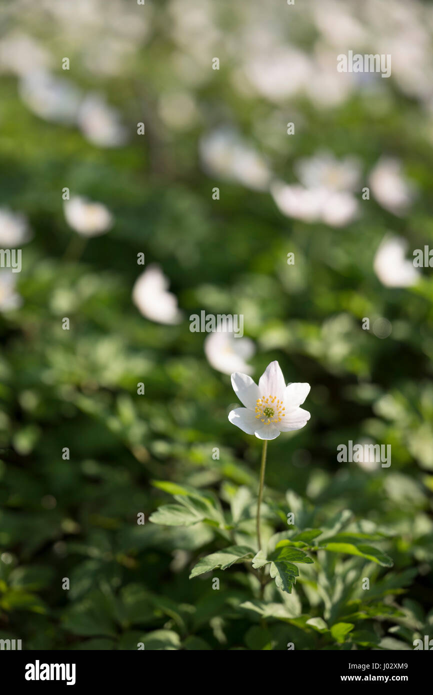 Legno Anenone fiori di primavera nel Ribble Valley, Lancashire, Regno Unito Foto Stock