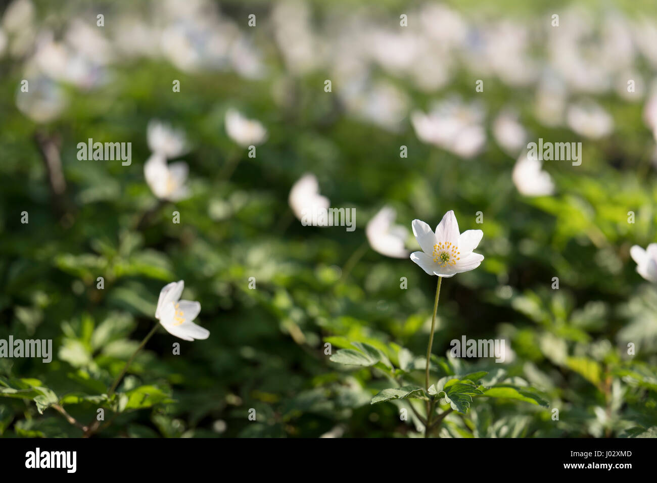 Legno Anenone fiori di primavera nel Ribble Valley, Lancashire, Regno Unito Foto Stock