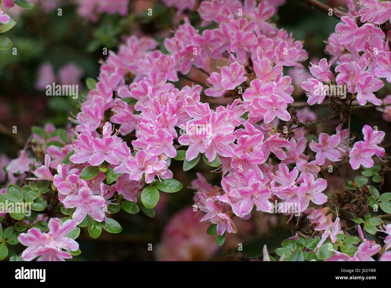 Rhododendron 'Kermesinum rosato" Foto Stock