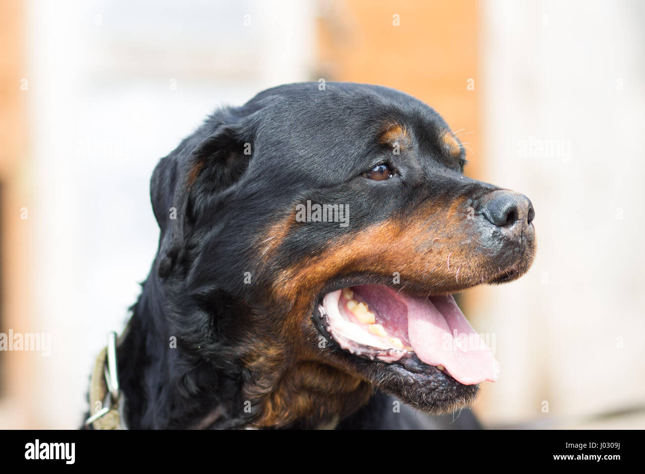 Cane di razza Rottweiler close-up verticale Foto Stock