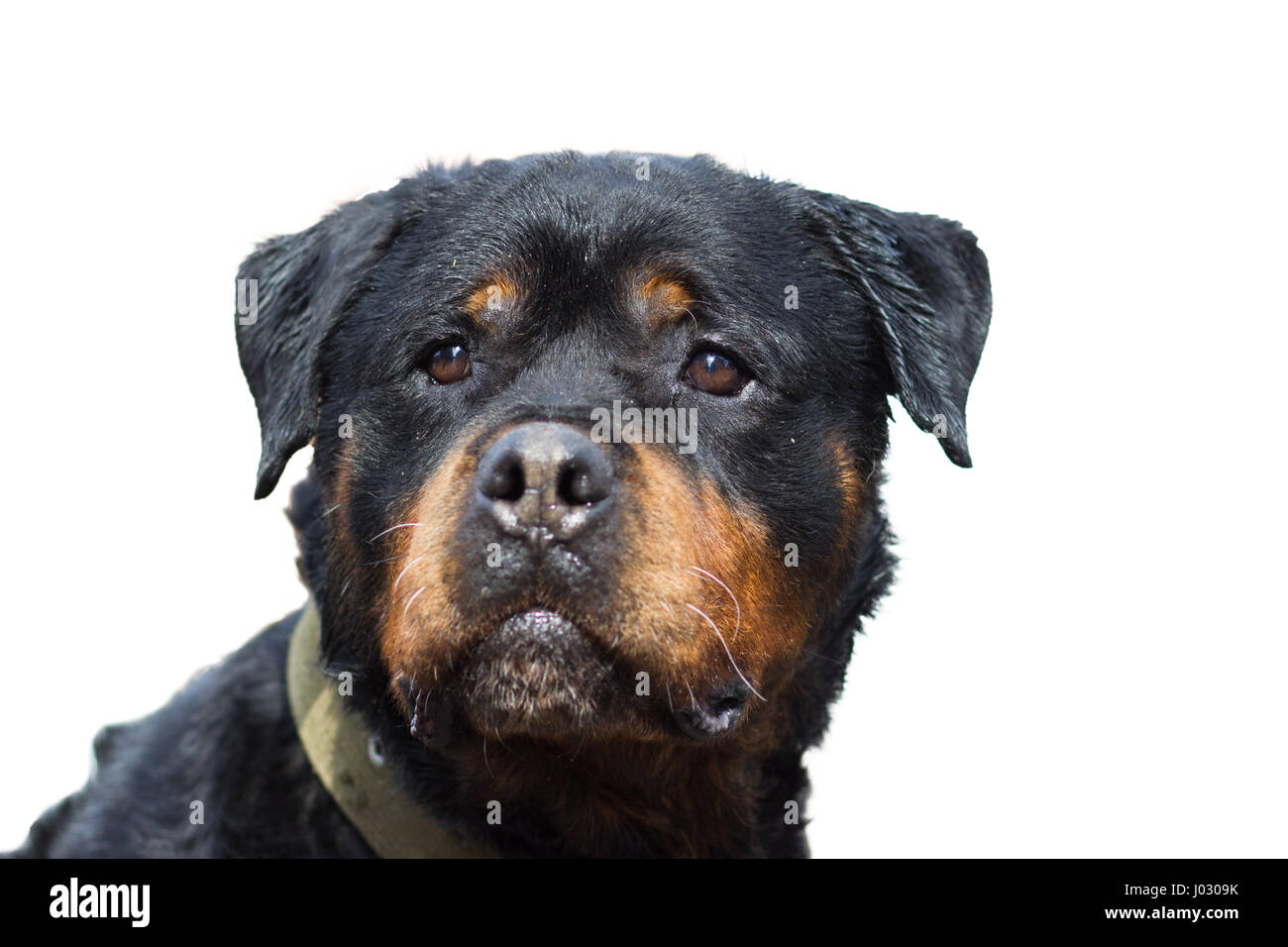 Cane Rottweiler ritratto di close-up, isolato su bianco Foto Stock
