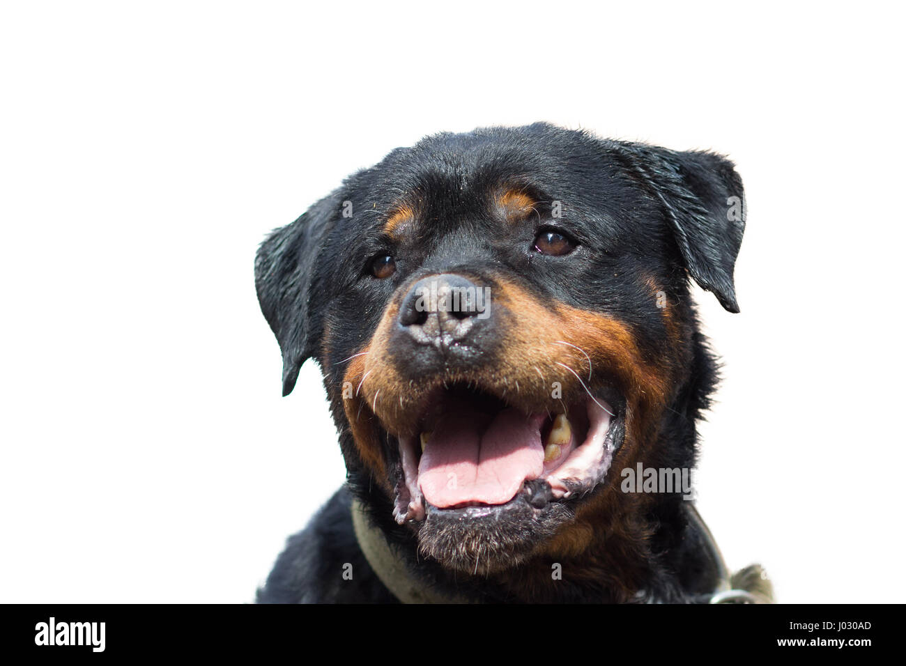 Cane Rottweiler ritratto di close-up, isolato su bianco Foto Stock
