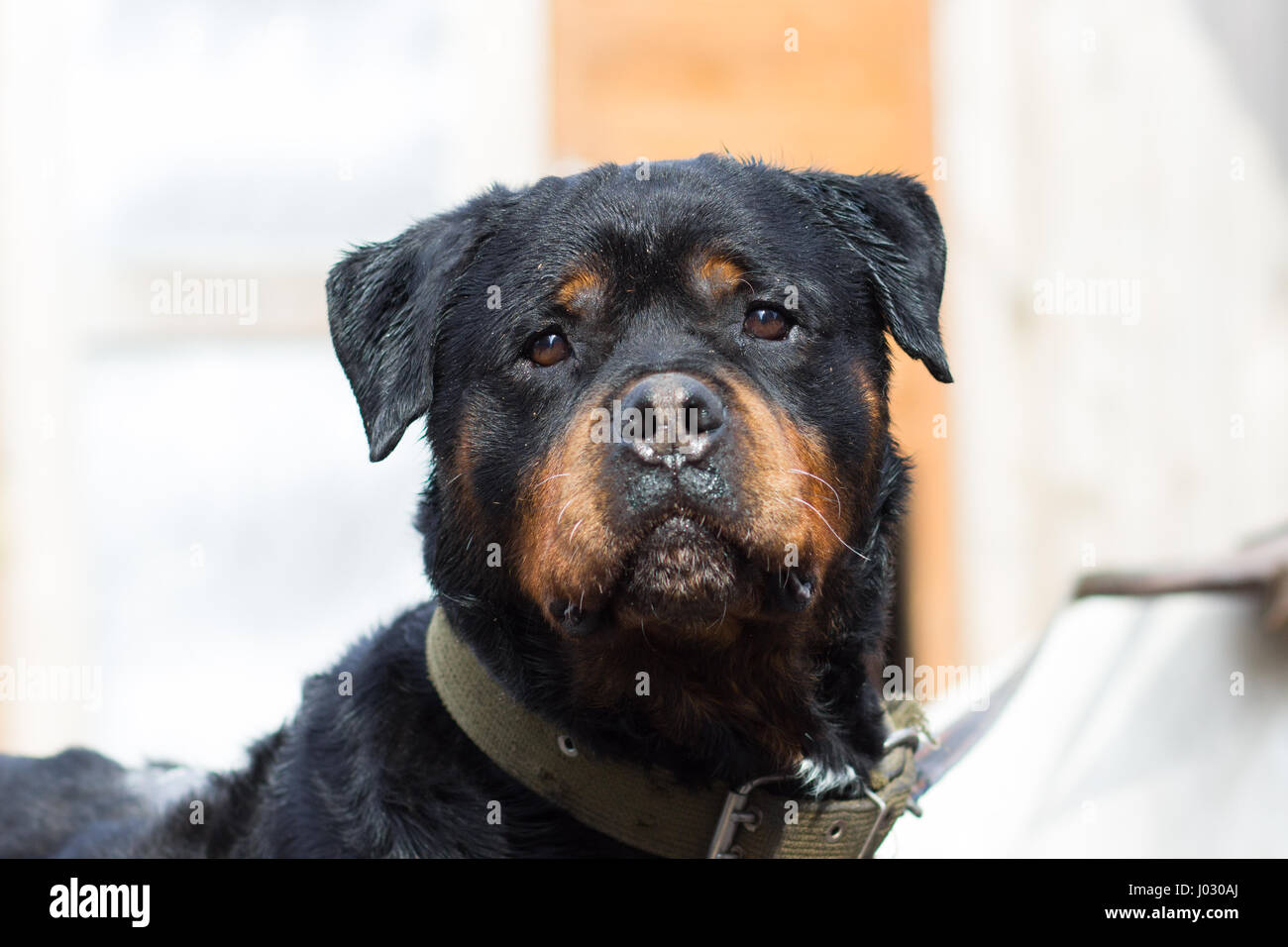 Cane di razza Rottweiler close-up verticale Foto Stock