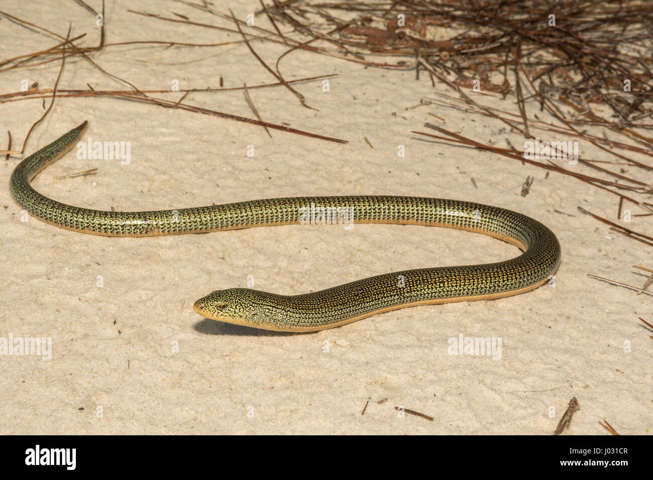 Orientale Lucertola di vetro Foto Stock