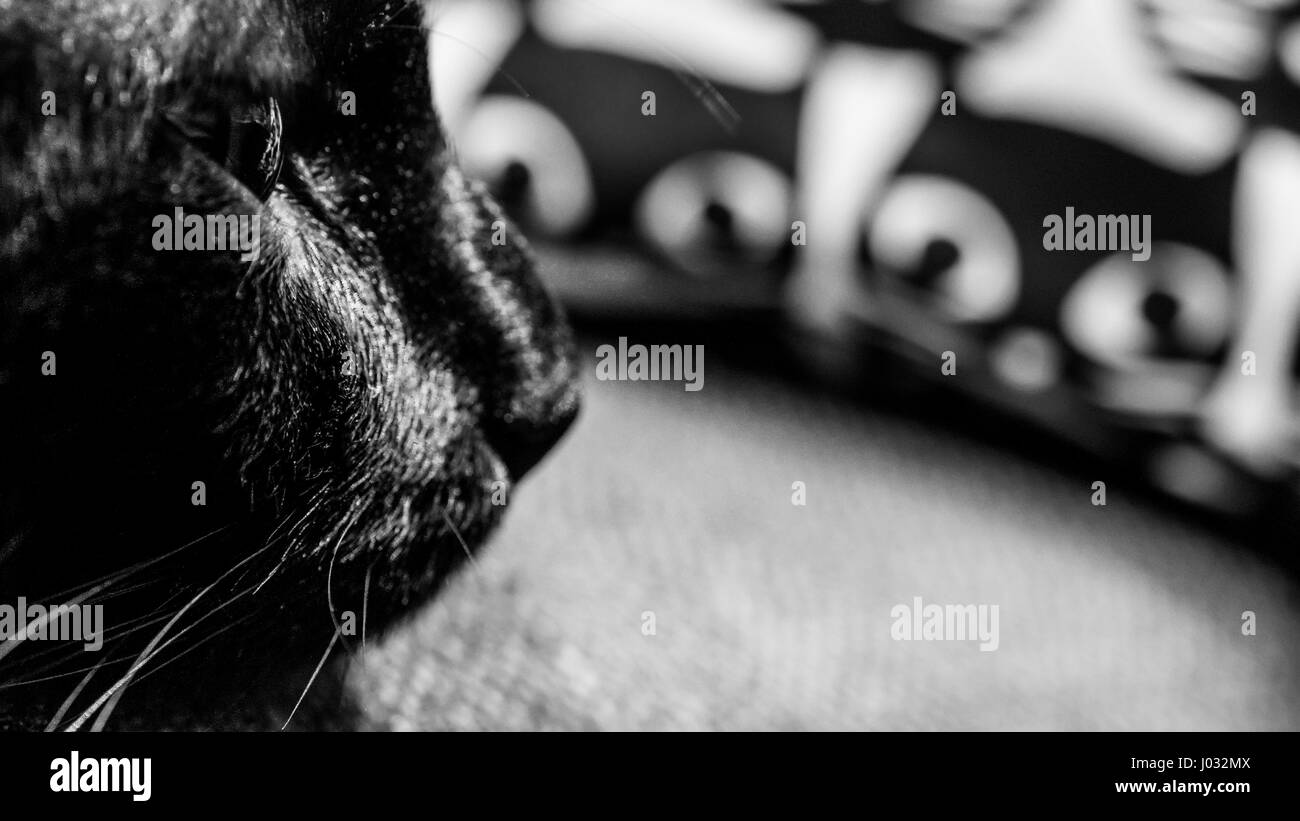 Gatto nero appoggiato sulla sedia, un cuscino con bel gatto pattern su sfondo Foto Stock