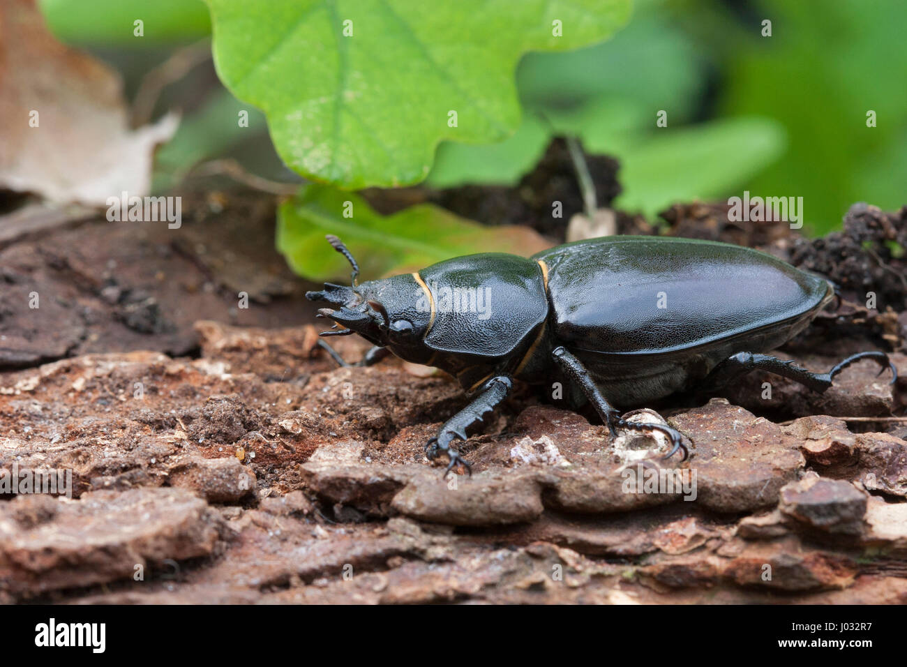 Stag Beetle, Lucanus cervus. Unica femmina adulta. Presa di giugno. Lea Valley, Essex, UK. Foto Stock