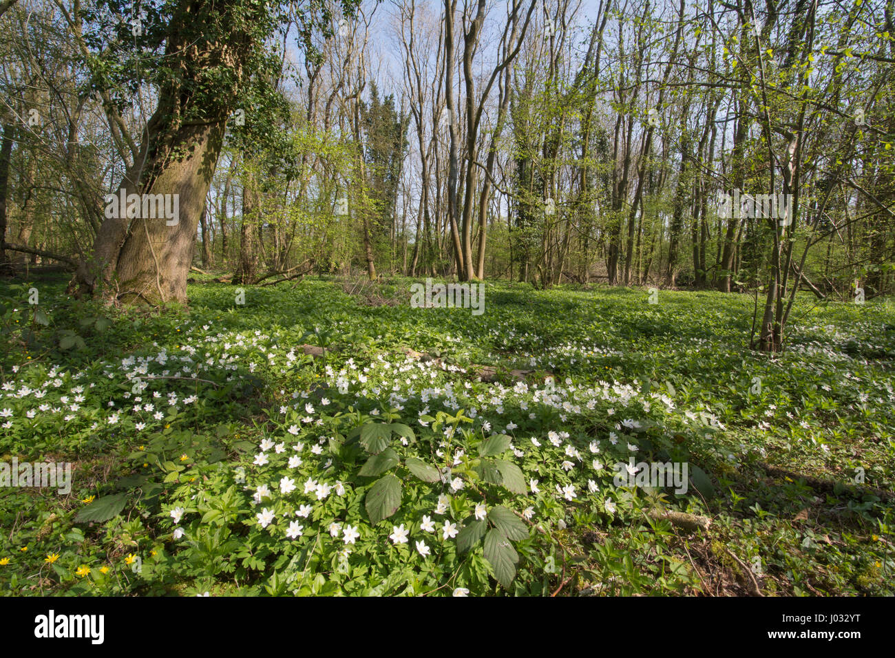 Anemoni di legno (Anemone nemorosa ,) in antichi boschi di habitat in Hampshire, Regno Unito Foto Stock