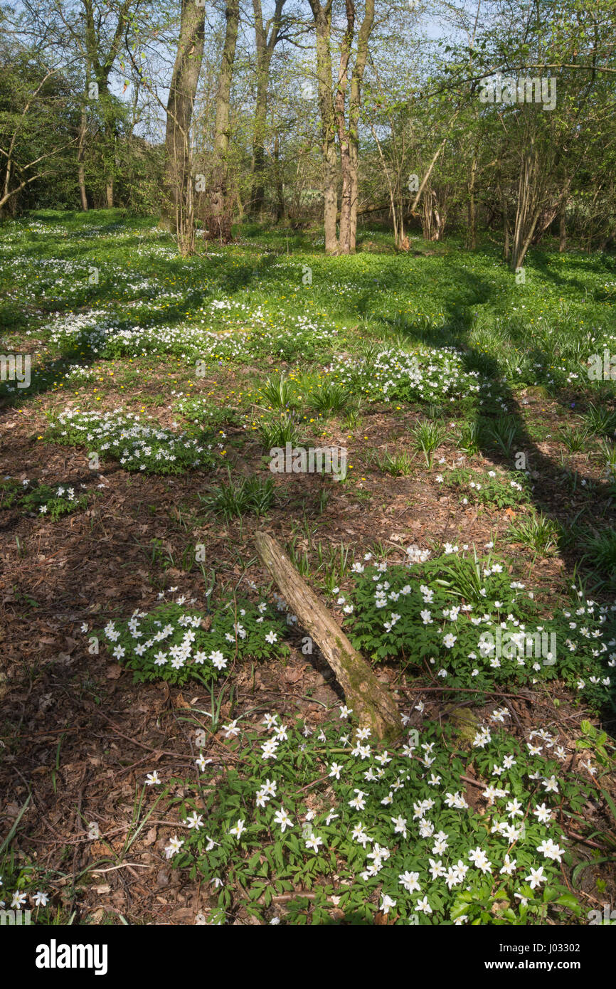 Anemoni di legno (Anemone nemorosa ,) in antichi boschi di habitat in Hampshire, Regno Unito Foto Stock