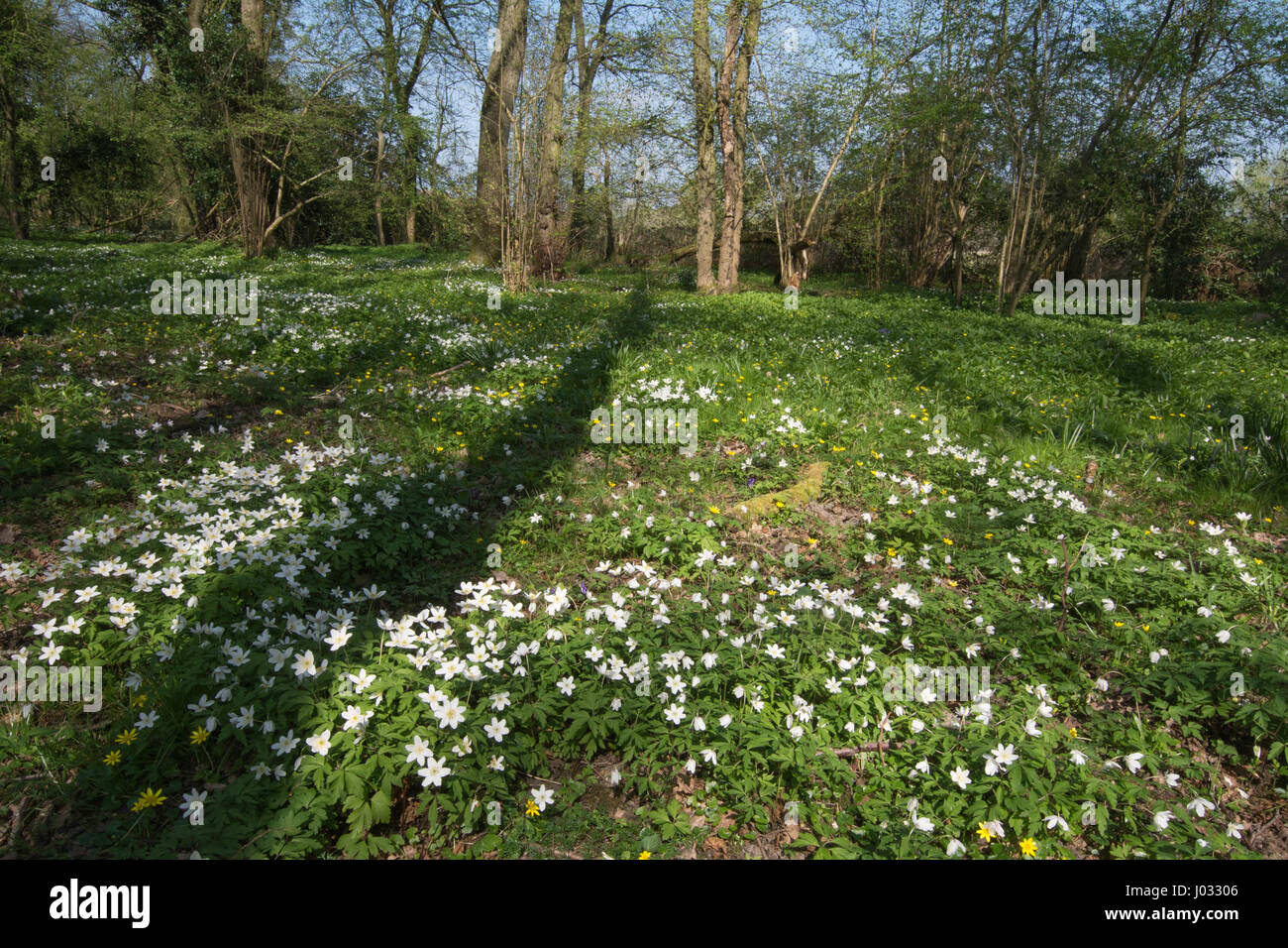 Anemoni di legno (Anemone nemorosa ,) in antichi boschi di habitat in Hampshire, Regno Unito Foto Stock