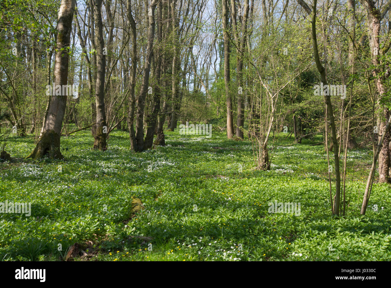 Anemoni di legno (Anemone nemorosa ,) in antichi boschi di habitat in Hampshire, Regno Unito Foto Stock