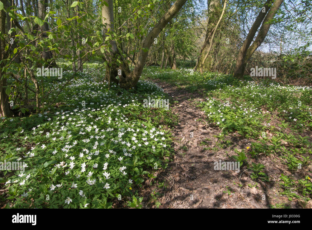 Anemoni di legno (Anemone nemorosa ,) in antichi boschi di habitat in Hampshire, Regno Unito Foto Stock