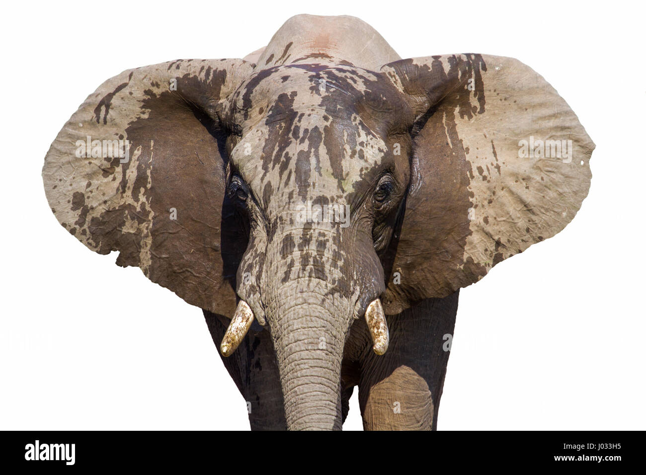 Bush africano Elefante isolato in uno sfondo bianco ; Specie Loxodonta africana della famiglia Elephantidae Foto Stock