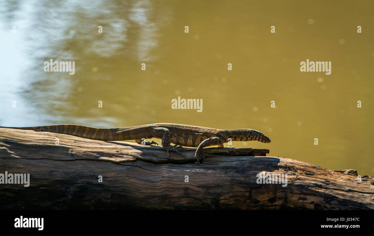 Monitor del Nilo nel parco nazionale di Kruger, Sud Africa ; Specie Varanus niloticus famiglia di Varanidae Foto Stock