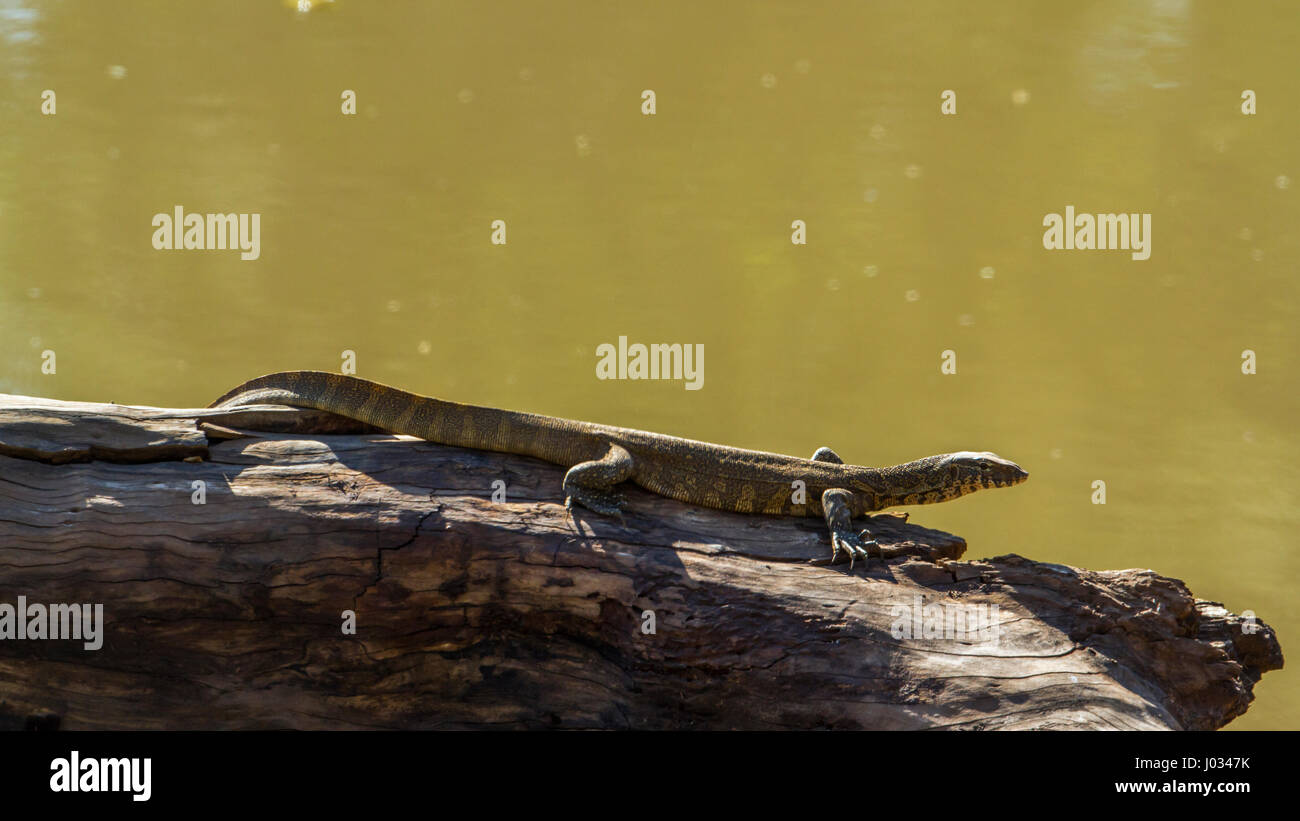 Monitor del Nilo nel parco nazionale di Kruger, Sud Africa ; Specie Varanus niloticus famiglia di Varanidae Foto Stock