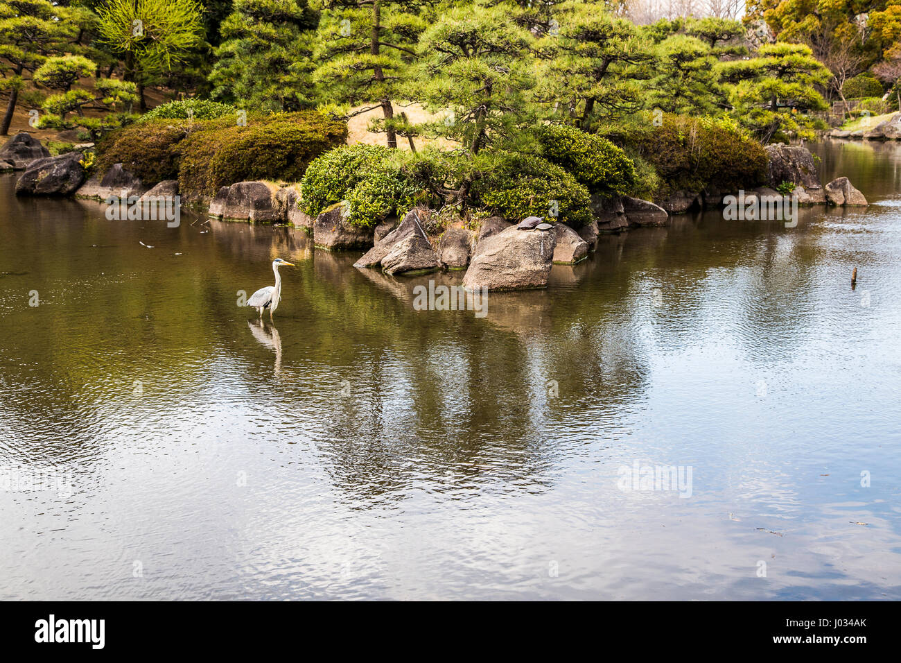 Il Parco Sumida stagno giapponese giardino - il parco Sumida è uno dei migliori 100 Sakura spot in Giappone con più di un migliaio di 1000 ciliegi piantati su bot Foto Stock