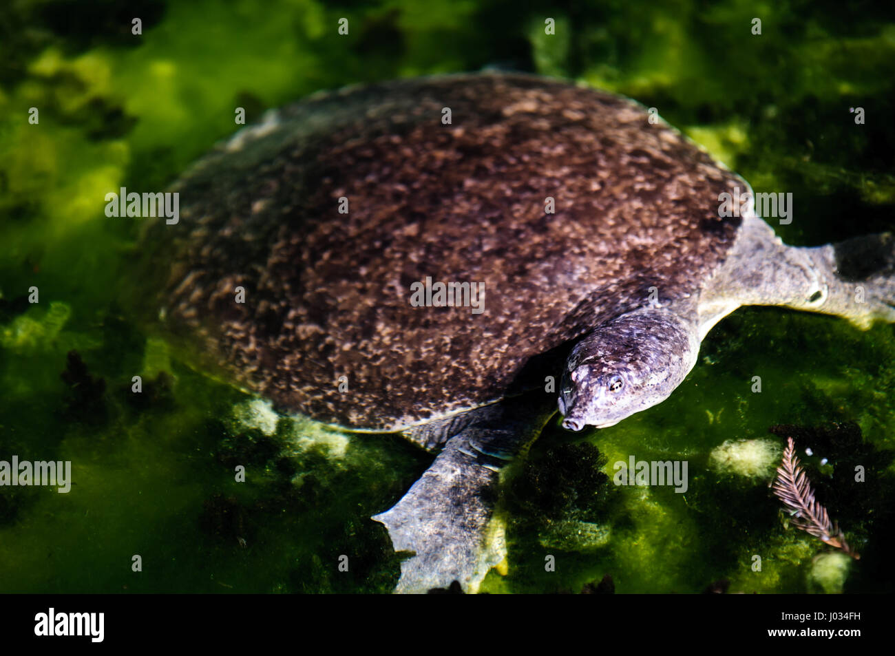 Spinosa softshell turtle (Trionix (Apalone) spiniferus nuoto in chiaro, molla alimentata nel fiume San Marcos, Texas Foto Stock
