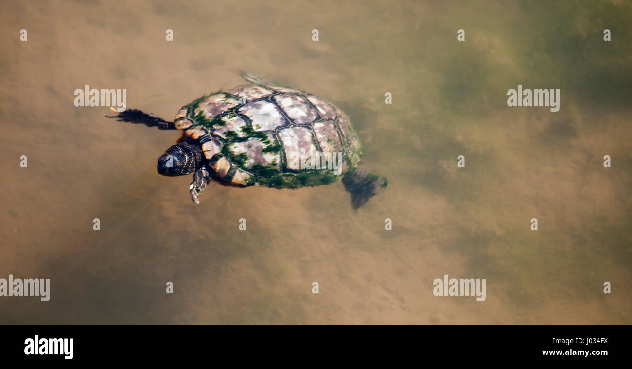 Rosso-eared slider turtle (Trachemys scripta) nuoto in chiaro, molla-alimentato nel fiume San Marcos, Texas Foto Stock