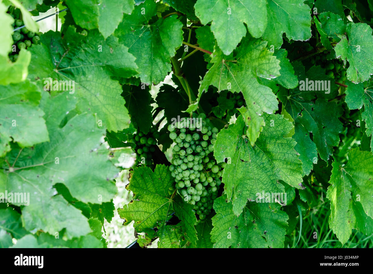 Cluster di verde uva da vino a vigneto nel sud del Texas Foto Stock