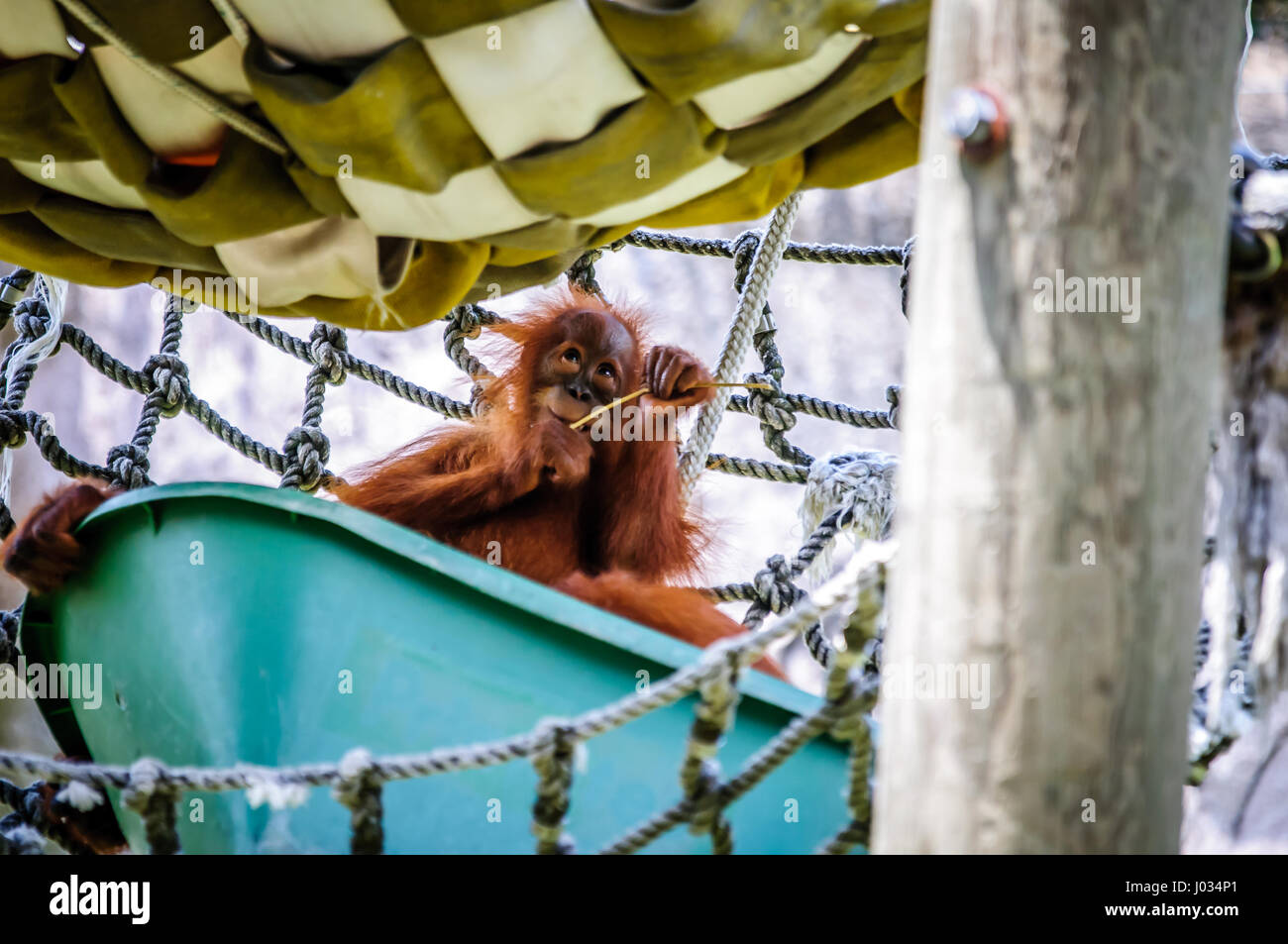 Carino baby orangutan in cattività in uno zoo Foto Stock