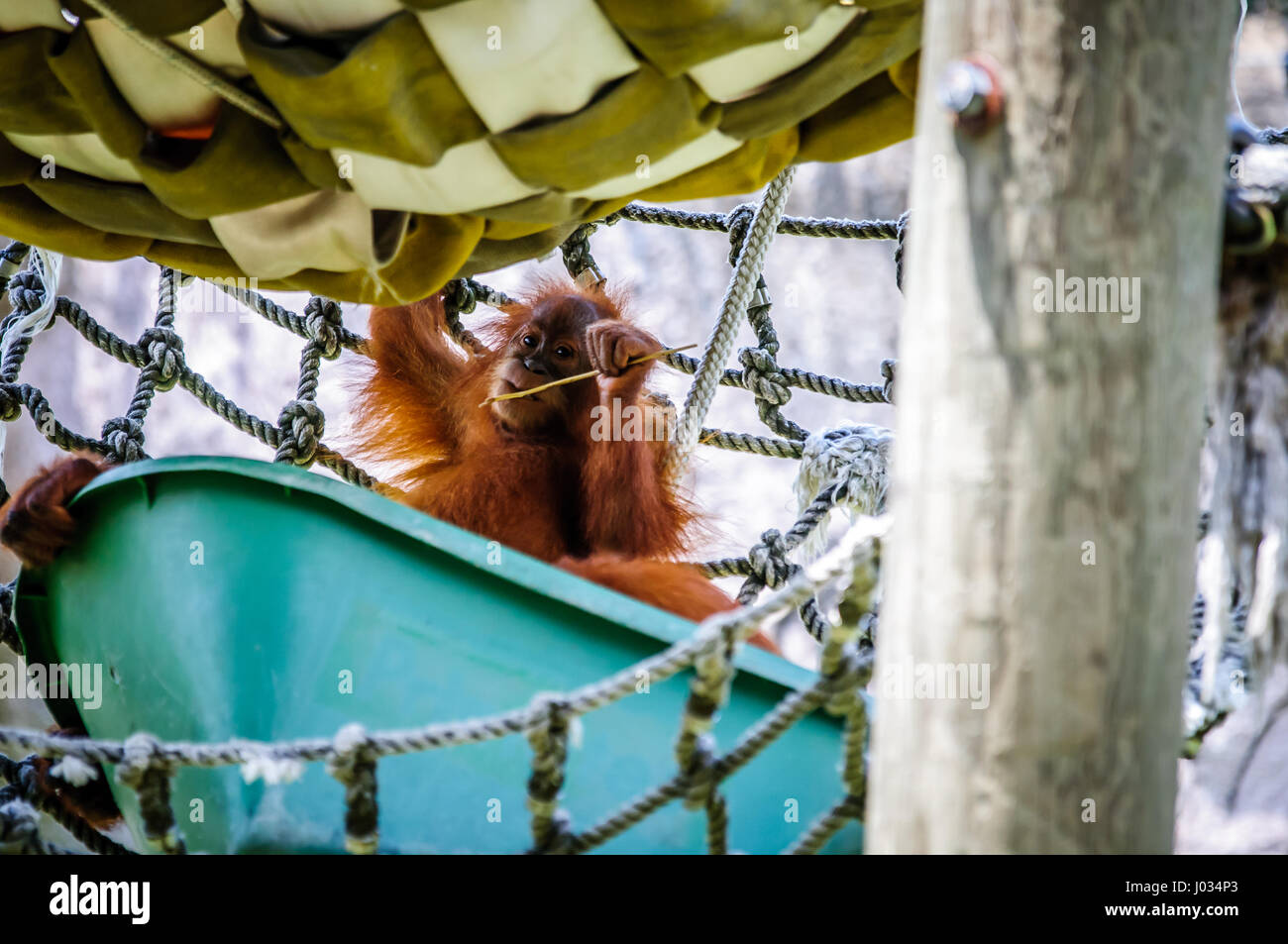 Carino baby orangutan in cattività in uno zoo Foto Stock