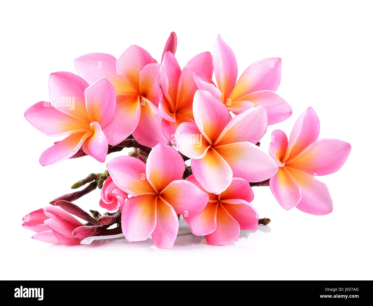 Rosa fiori di Plumeria isolati su sfondo bianco. Foto Stock