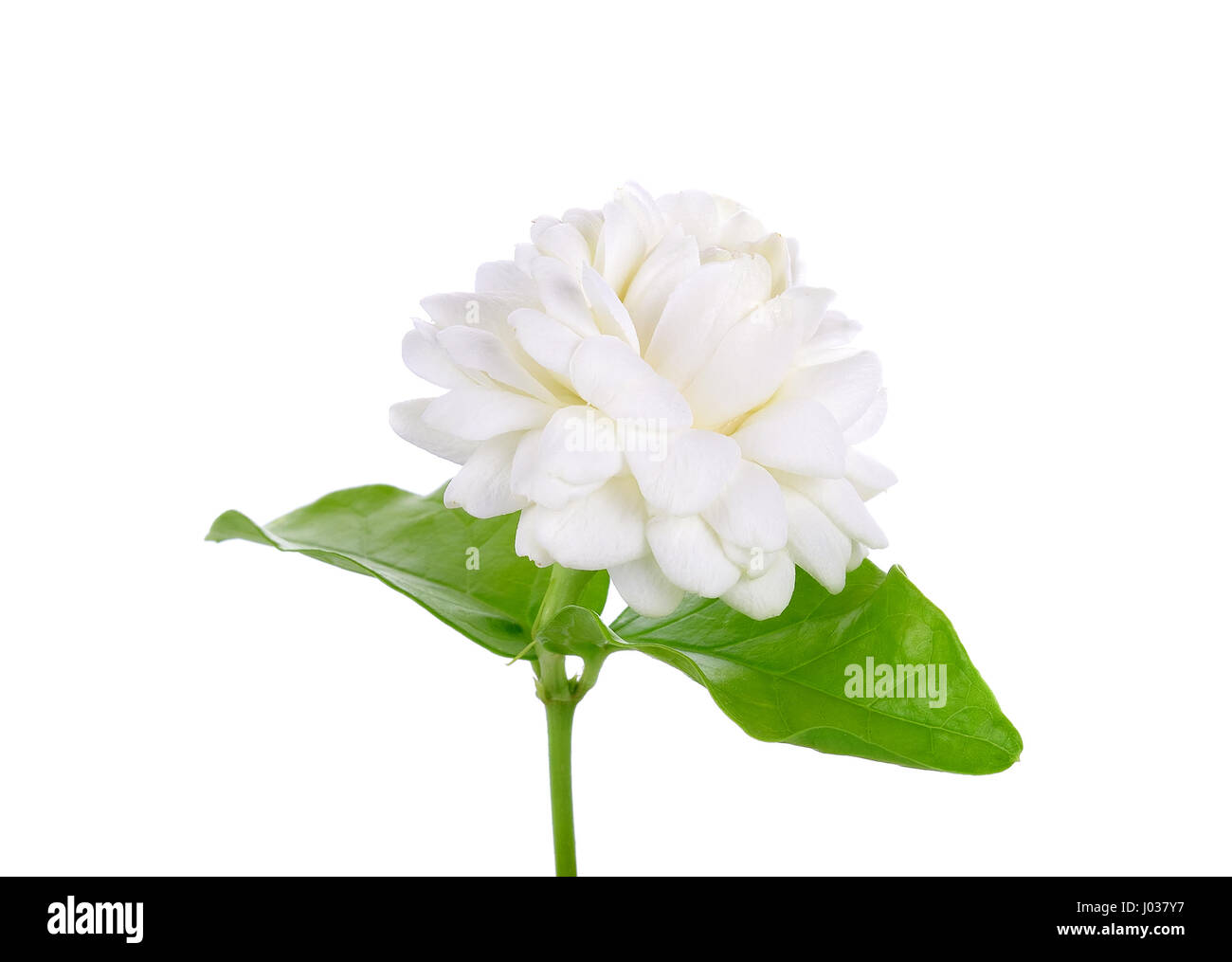 Fiori di gelsomino isolati su sfondo bianco. Foto Stock