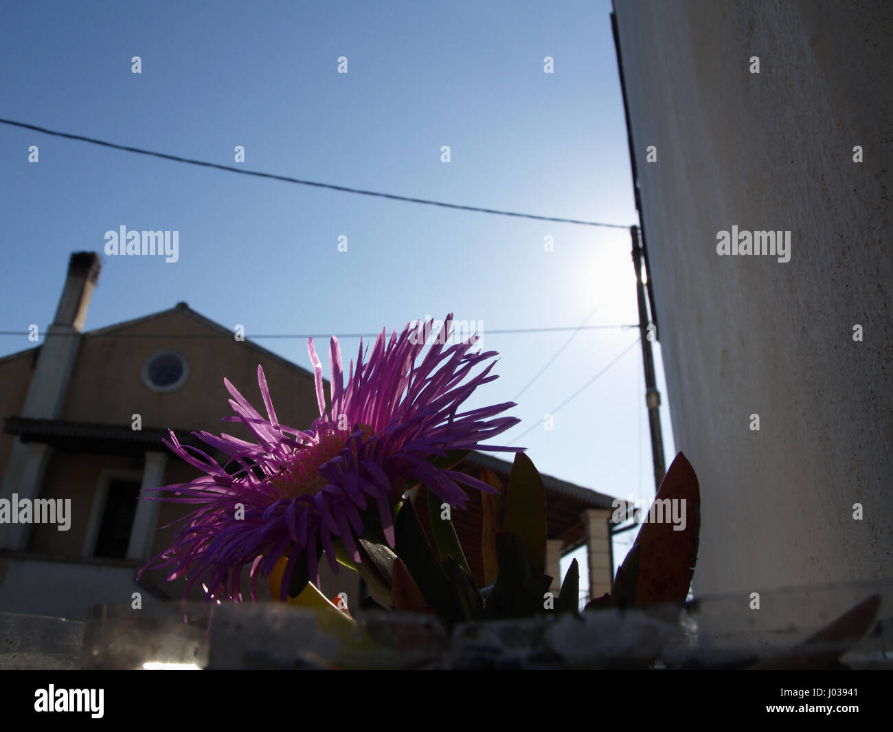 Impianto Carpobrotus cresce in contenitore in greco garden Foto Stock