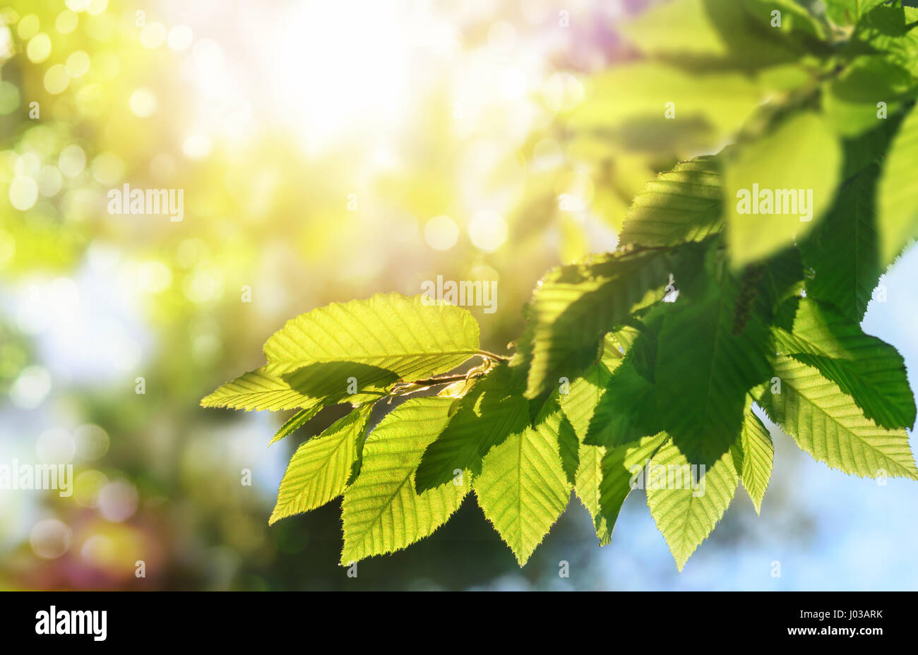 Il verde delle foglie su un ramo con il sole in background e poco profonda attenzione per un piacevole bokeh e spazio di copia Foto Stock