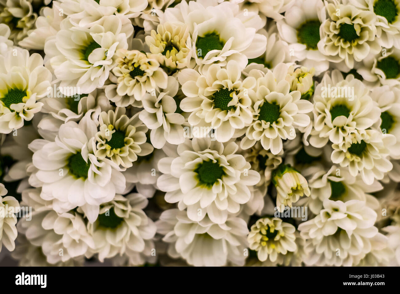 Bella bianco fresco crisantemi closep visualizza per lo sfondo Foto Stock
