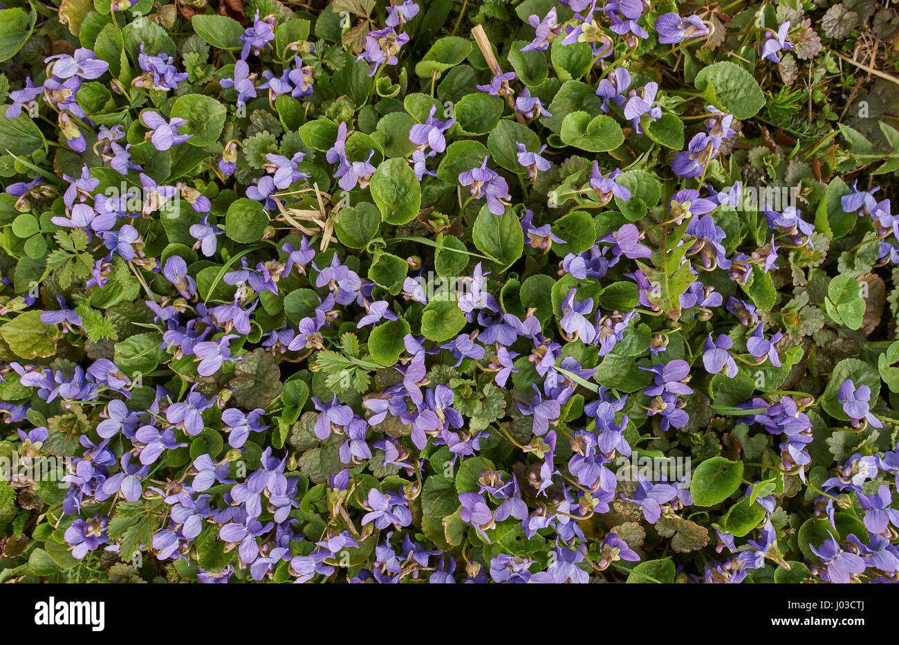 Un sacco di fioritura viola odorata fiori close up viola di legno,dolci,viola viola comune Foto Stock