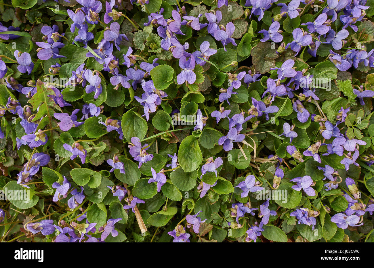Un sacco di fioritura viola odorata fiori close up viola di legno,dolci,viola viola comune Foto Stock