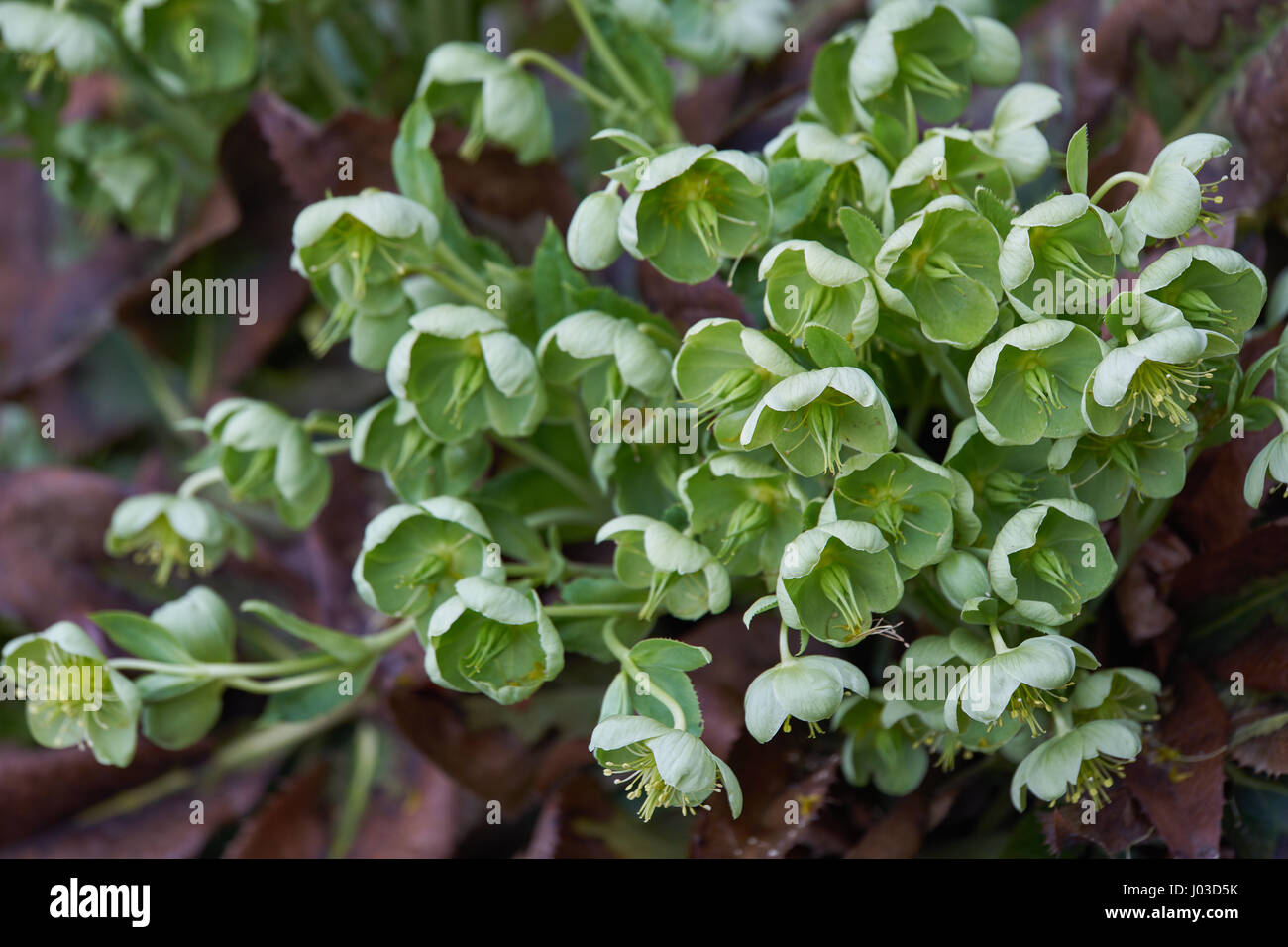 L'elleboro Helleborus argutifolius holly-lasciato l'elleboro, Corsica l'elleboro Helleborus corsicus,lividus subsp. corsicus winter rose,Rosa di Natale, Foto Stock