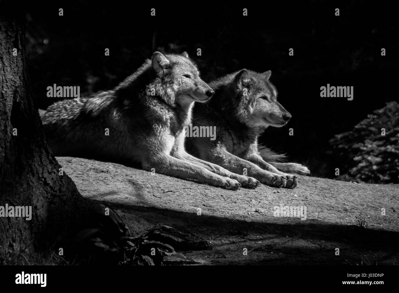 In bianco e nero dei lupi in appoggio Foto Stock