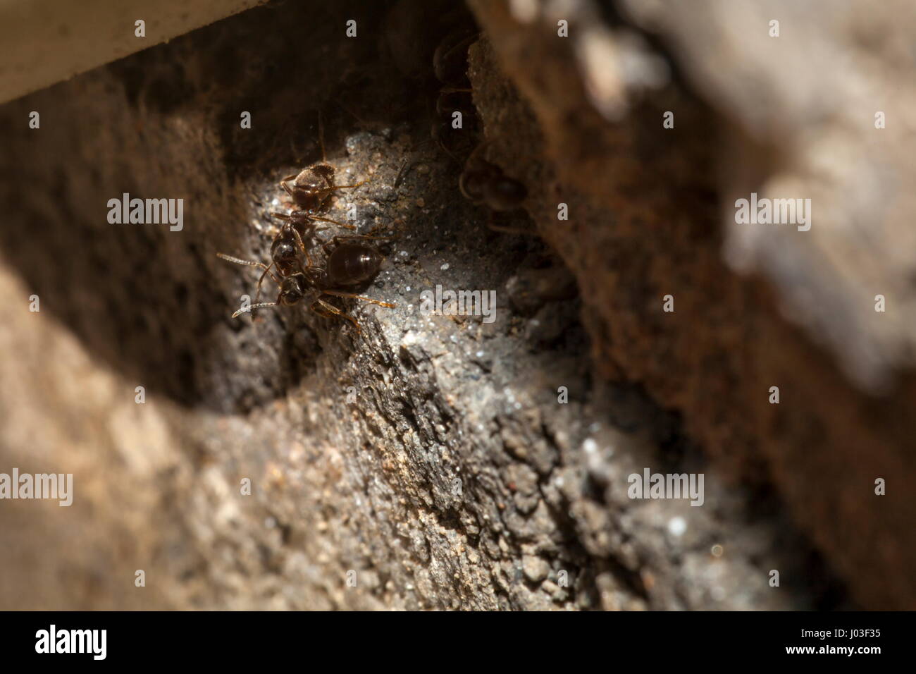 Un paio di formiche nero emerge dalla loro nido da un gap su un blocco in calcestruzzo parete Foto Stock