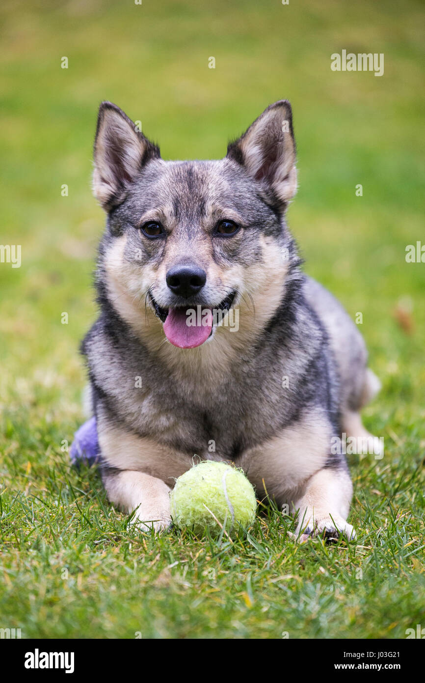 Carino vallhund svedese posa sull'erba Foto Stock