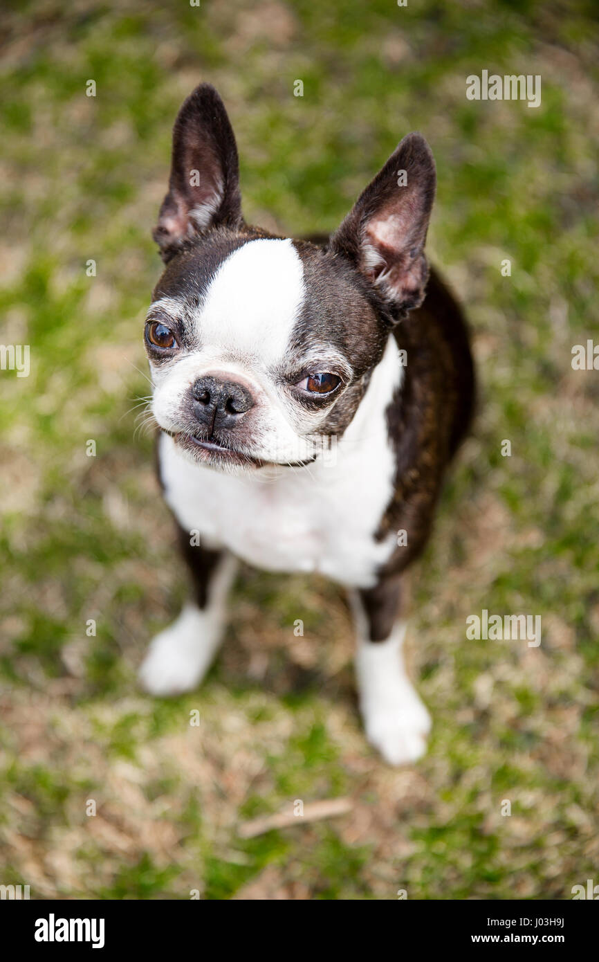 Un simpatico Boston Terrier si siede sull'erba. Foto Stock