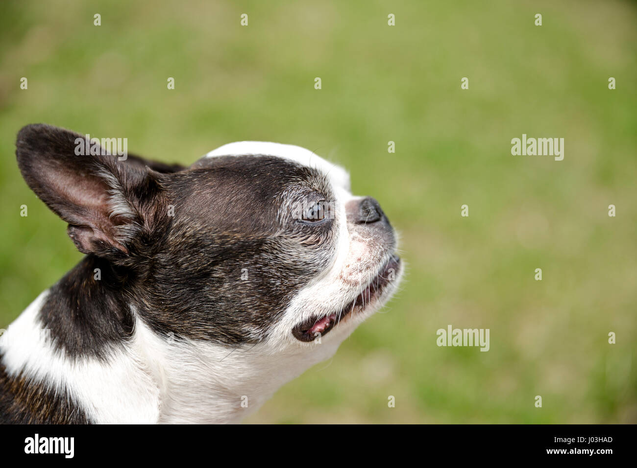 Close up profilo di un grazioso piccolo Boston Terrier al di fuori Foto Stock