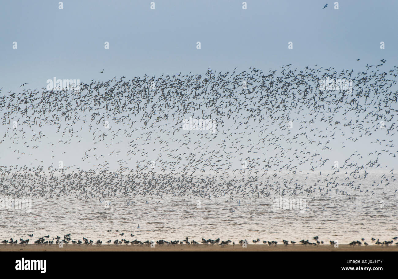 Grande gregge di waders, rosso nodi (Calidris canutus) e (oystercatchers Haematopus ostralegus) al di sopra della zona alluvionale lavare Foto Stock