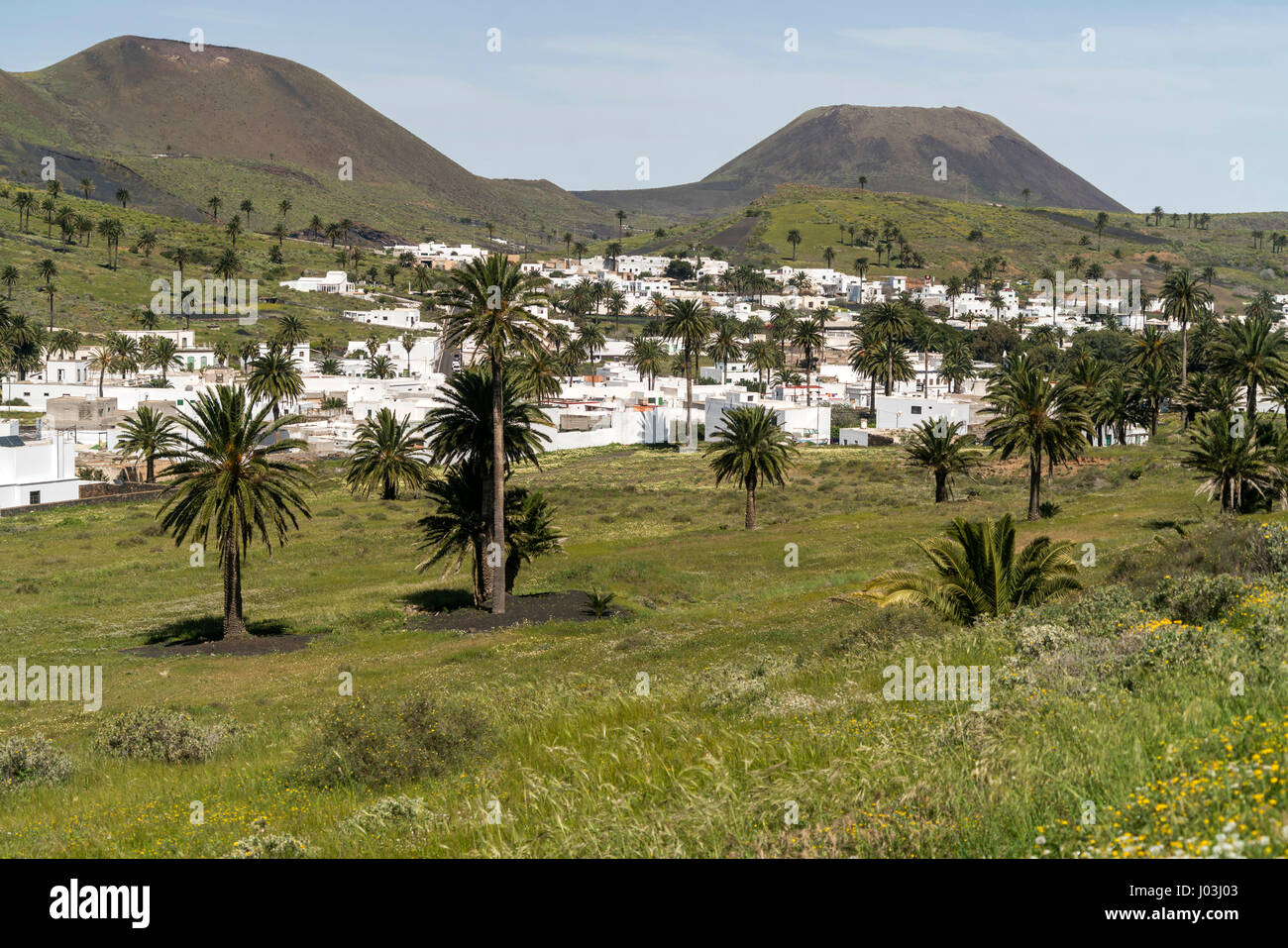 Haria, la valle del 1.000 palme, Lanzarote, Isole Canarie, Spagna Foto Stock
