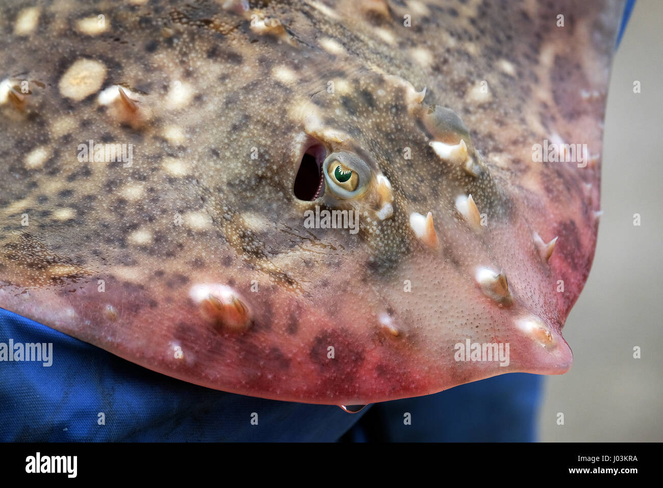 Chiudere il colpo di occhio di una comune struttura di pattino catturati da Bridlington Pier. Commestibile pesce di mare comune nelle acque del Regno Unito. Foto Stock