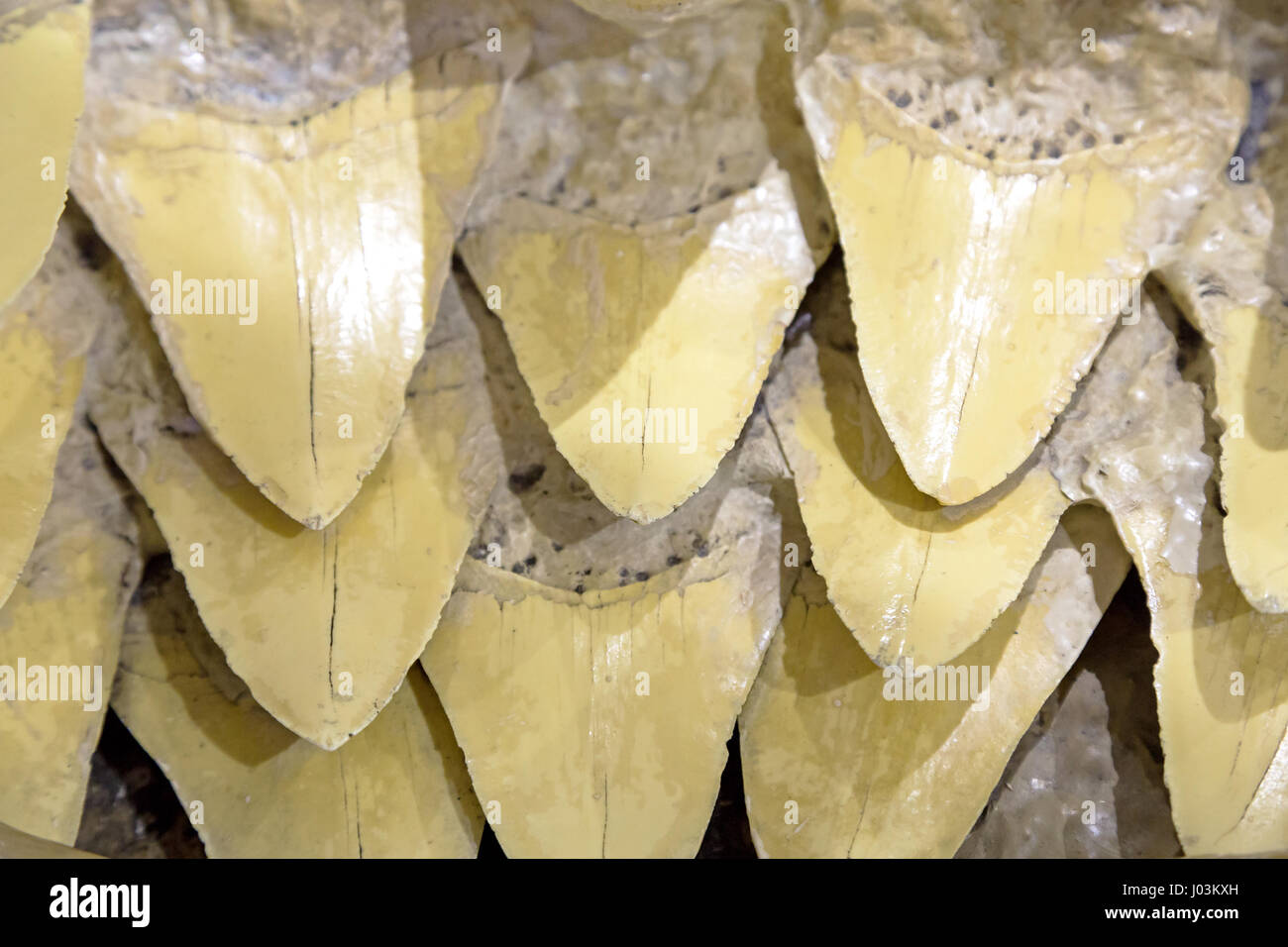 L'interno della bocca di uno squalo, che mostra le righe di denti. Se uno squalo perde un dente, un replacemnt gira in posizione in modo da colmare il divario. Isolato su wh Foto Stock