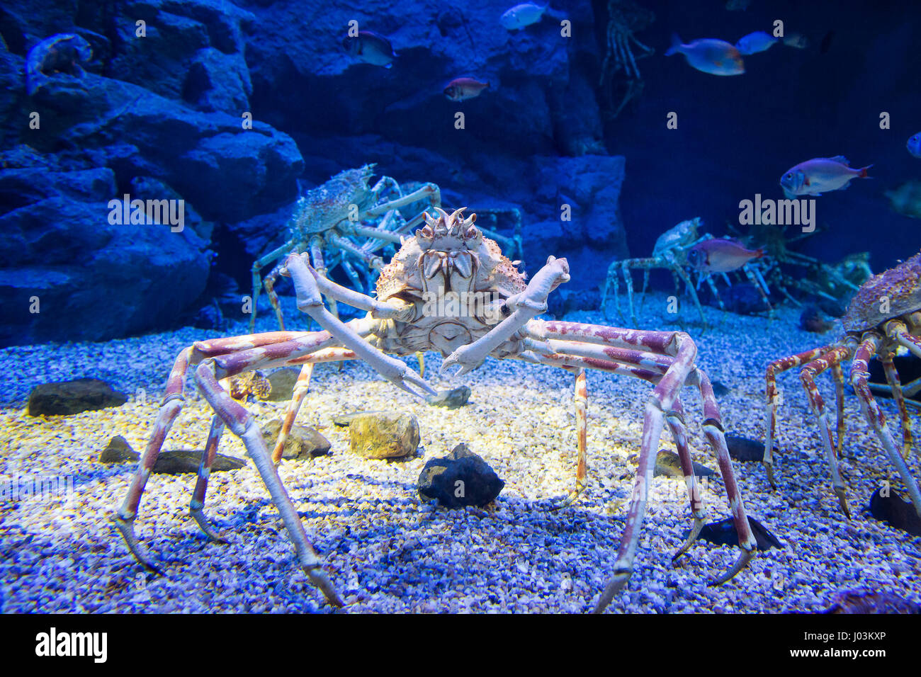Il gigante Giapponese ragno granchio, che possono crescere a un intervallo di 5.5 metri dalla branca per branca. Questo è considerato essere una prelibatezza in Giappone, Foto Stock