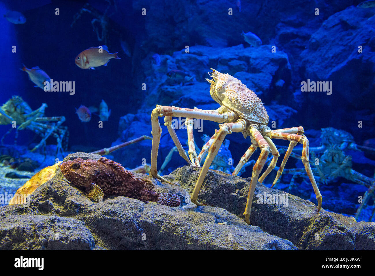 Il gigante Giapponese ragno granchio, che possono crescere a un intervallo di 5.5 metri dalla branca per branca. Questo è considerato essere una prelibatezza in Giappone, Foto Stock