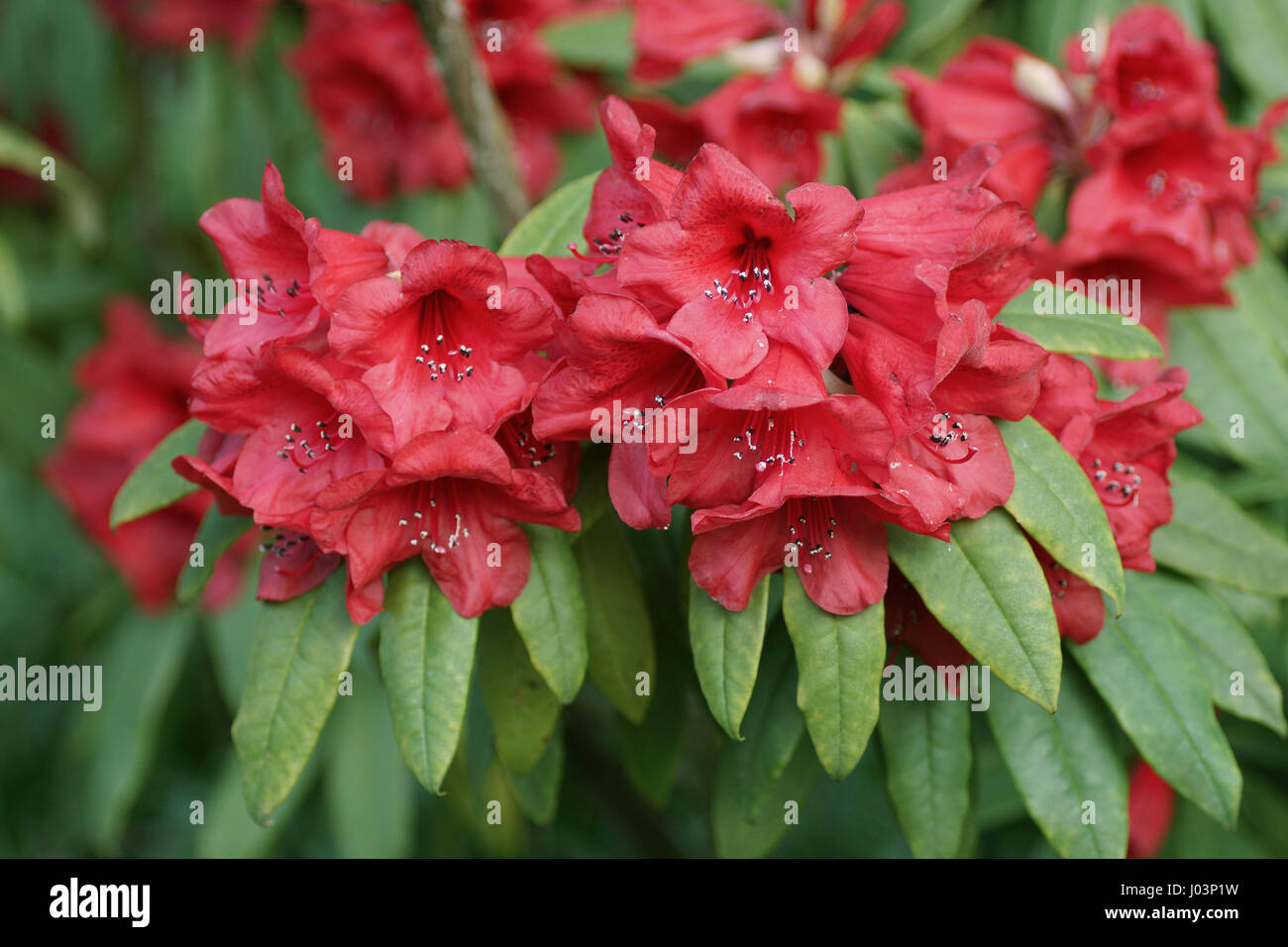Rhododendron 'Matador' Foto Stock