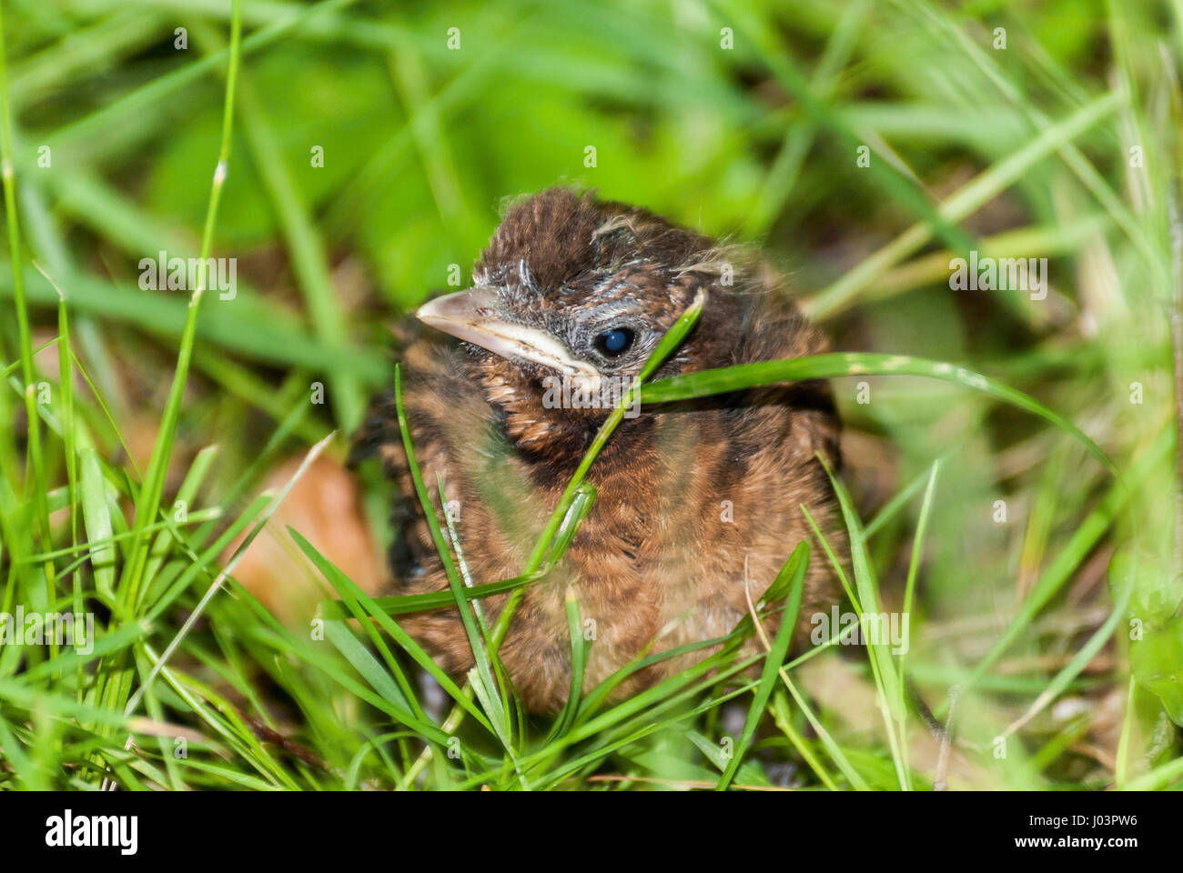 Baby Blackbird chick in erba. Foto Stock