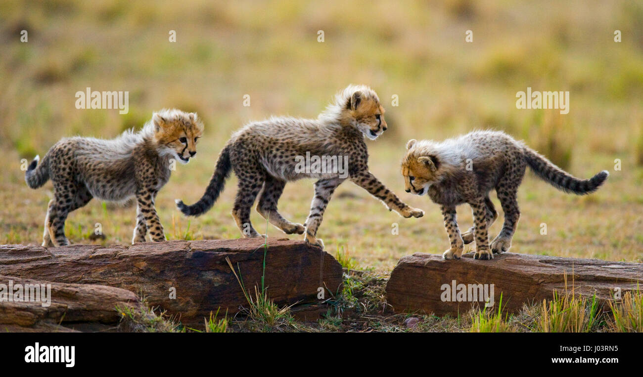 I cuccioli di ghepardo giocano l'uno con l'altro nella savana. Kenya. Tanzania. Africa. Parco nazionale. Serengeti. Maasai Mara. Foto Stock