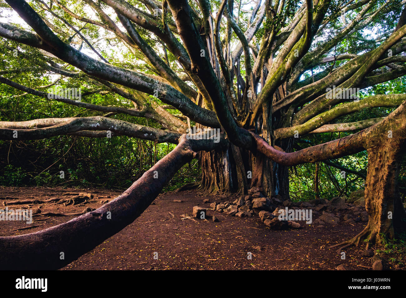 Vista del paesaggio di antico e grande albero di foresta con lunghi rami, Hawaii Foto Stock