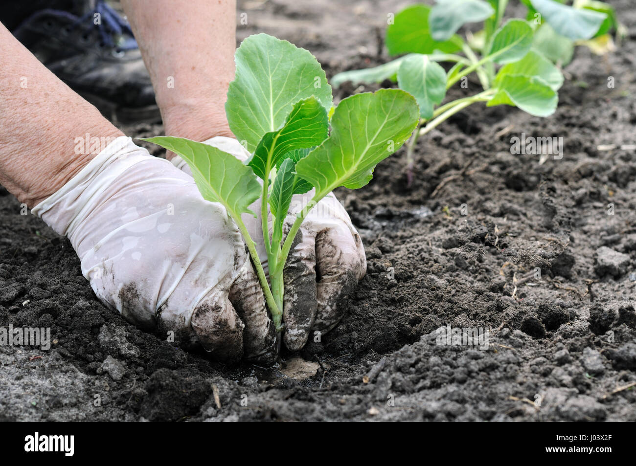 Senior donna piante mani pianticella di cavolo nero nel suolo Foto Stock