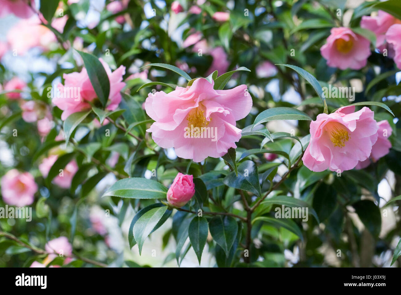 La Camellia williamsii x punta di piedi fiori in primavera. Foto Stock