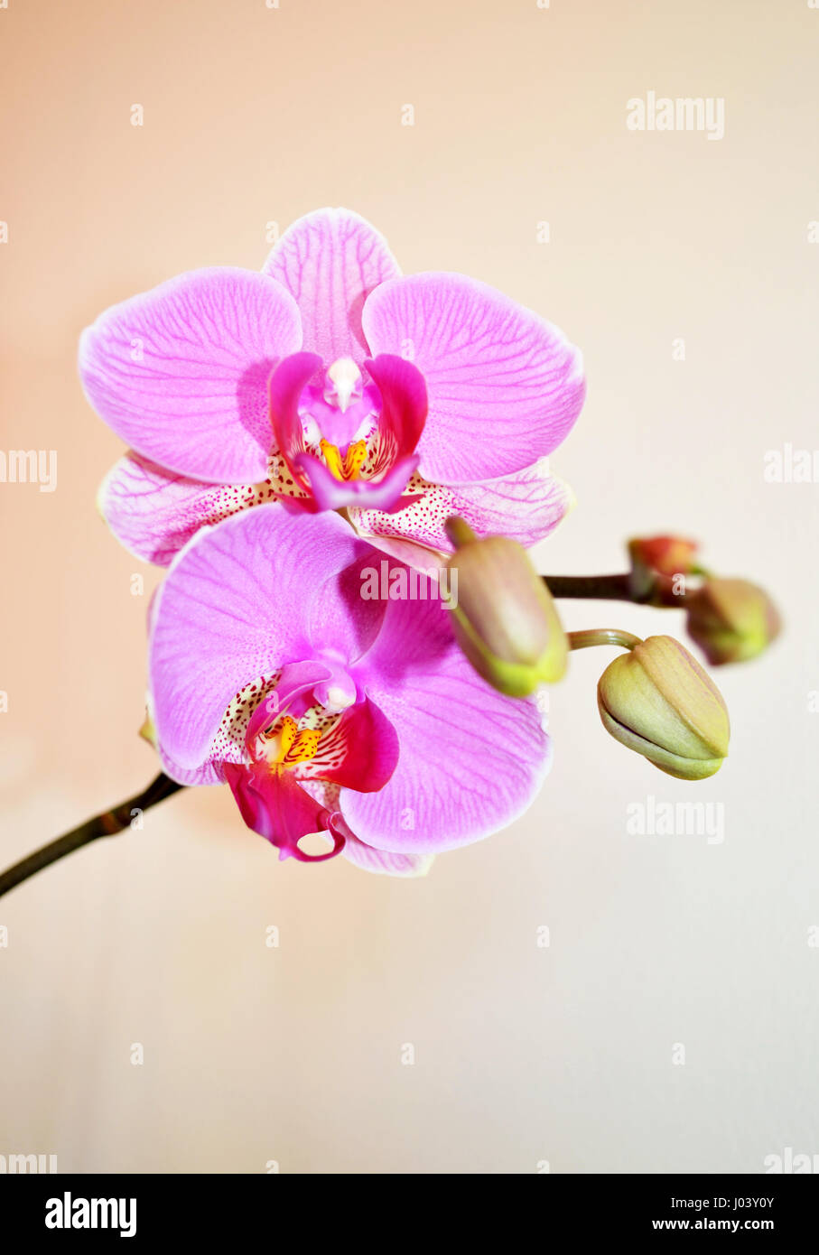 Close up di rosa Phalaenopsis orchid blossoms contro uno sfondo bianco Foto Stock